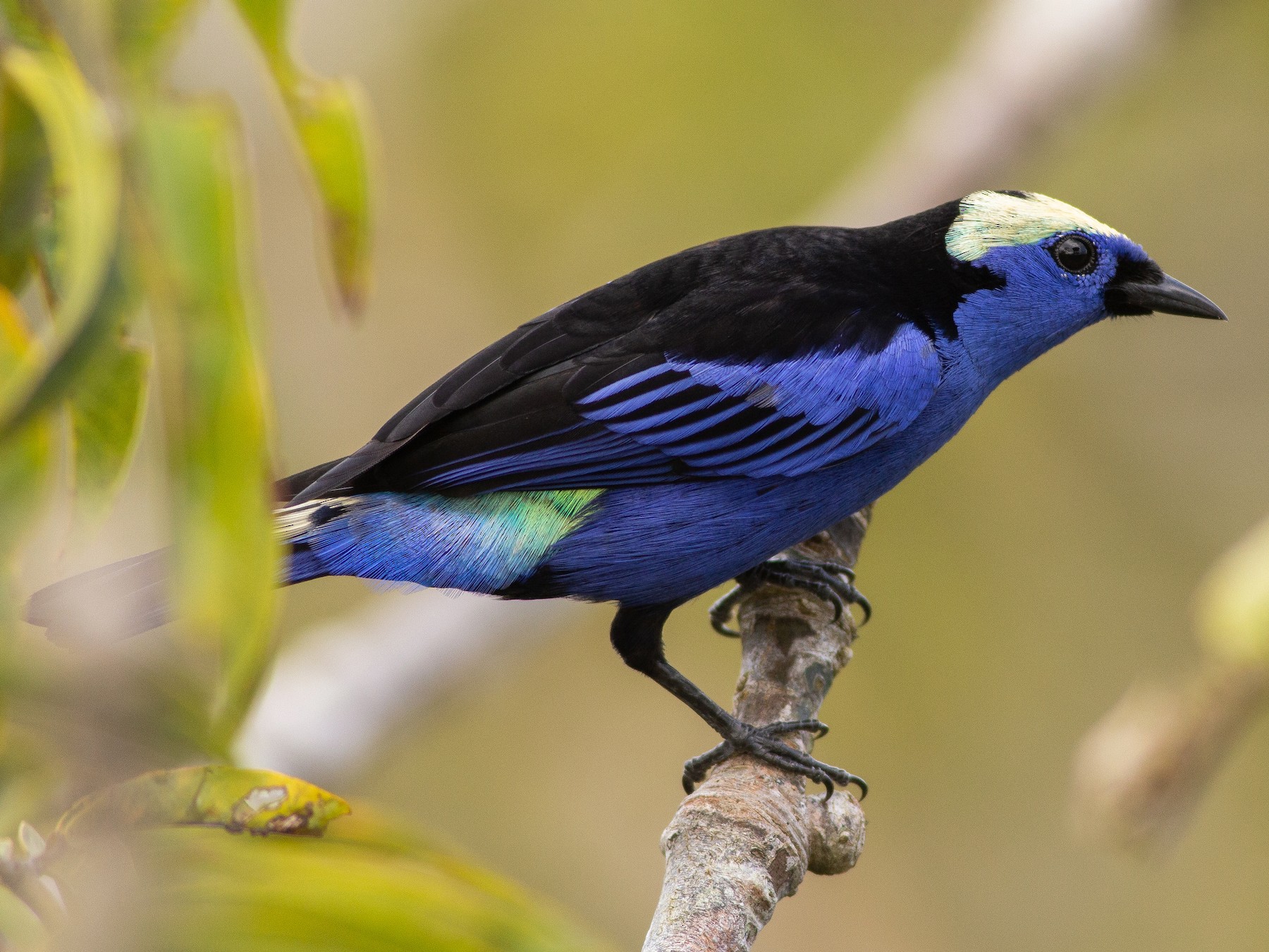 Opal-crowned Tanager - Angus Pritchard
