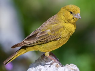 Download Greenish Yellow Finch Sicalis Olivascens Birds Of The World