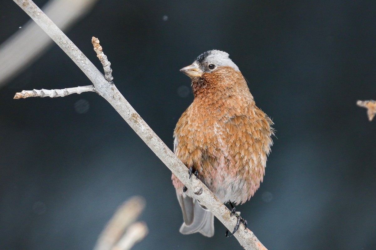 Gray-crowned Rosy-Finch (Gray-crowned) - ML321126851