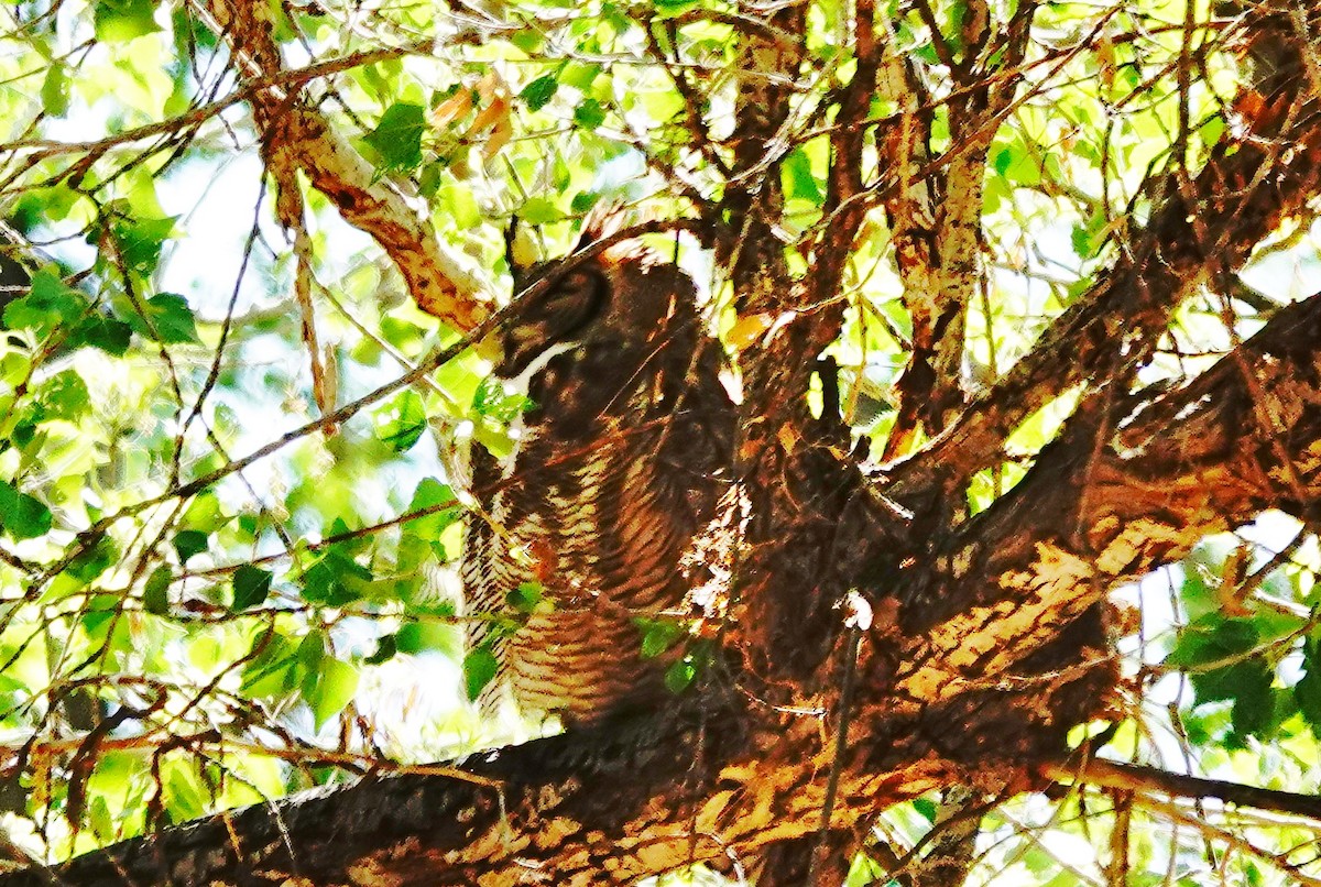 Great Horned Owl - ML321127031