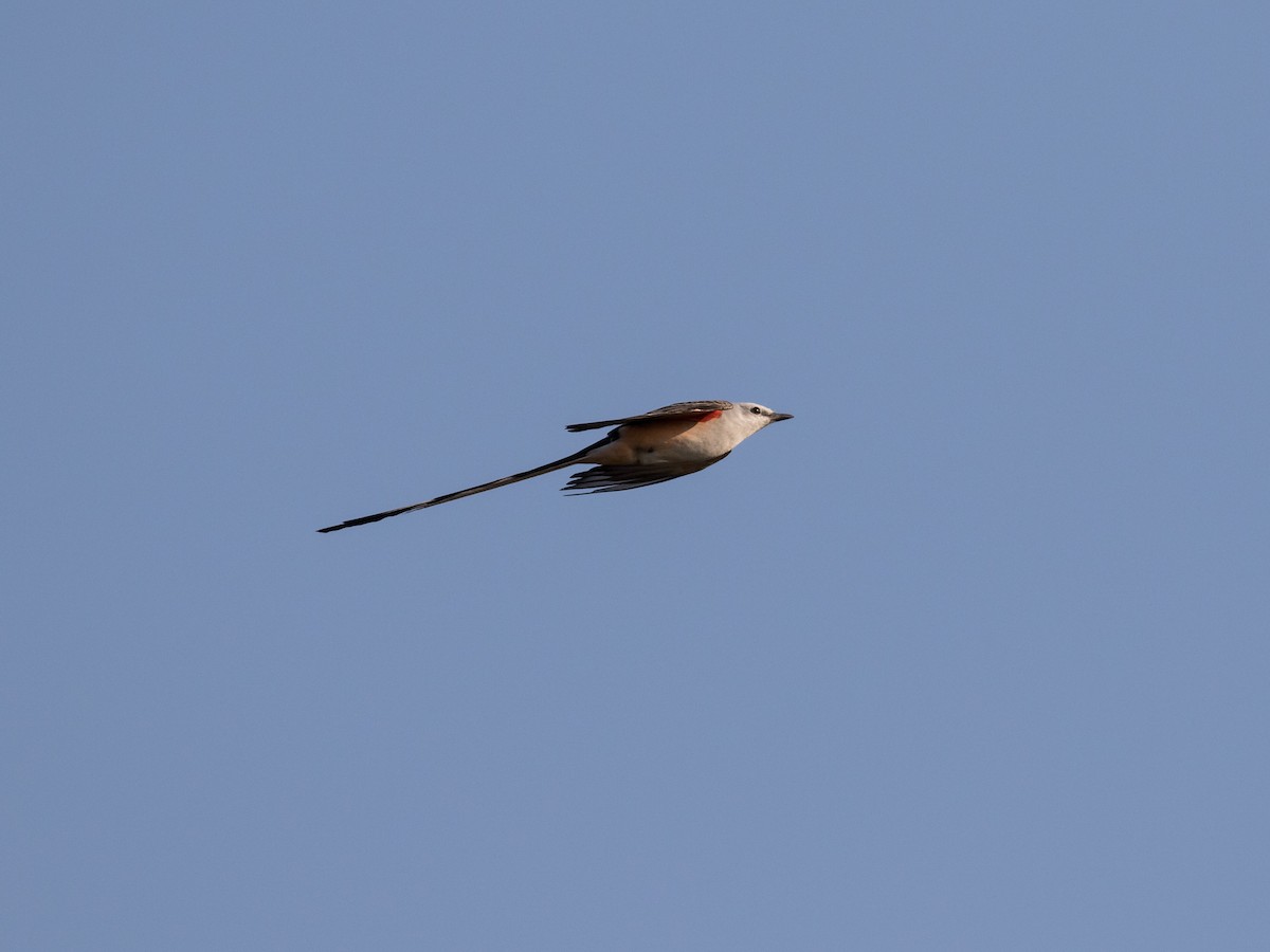 Scissor-tailed Flycatcher - matthew sabatine
