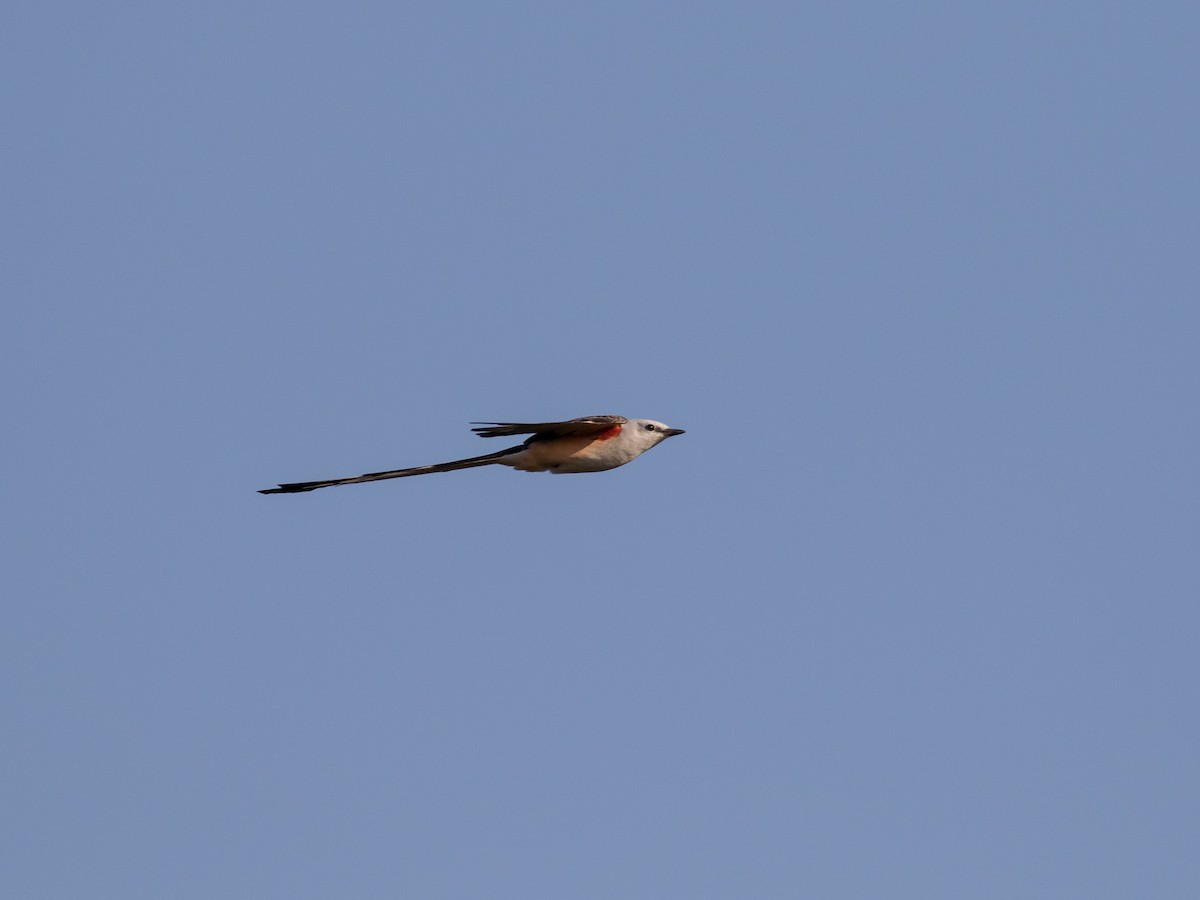 Scissor-tailed Flycatcher - matthew sabatine