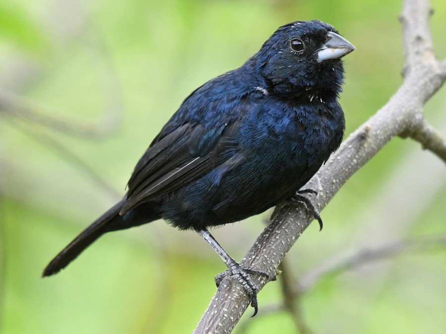 Blue-black Grassquit - North Carolina Bird Atlas