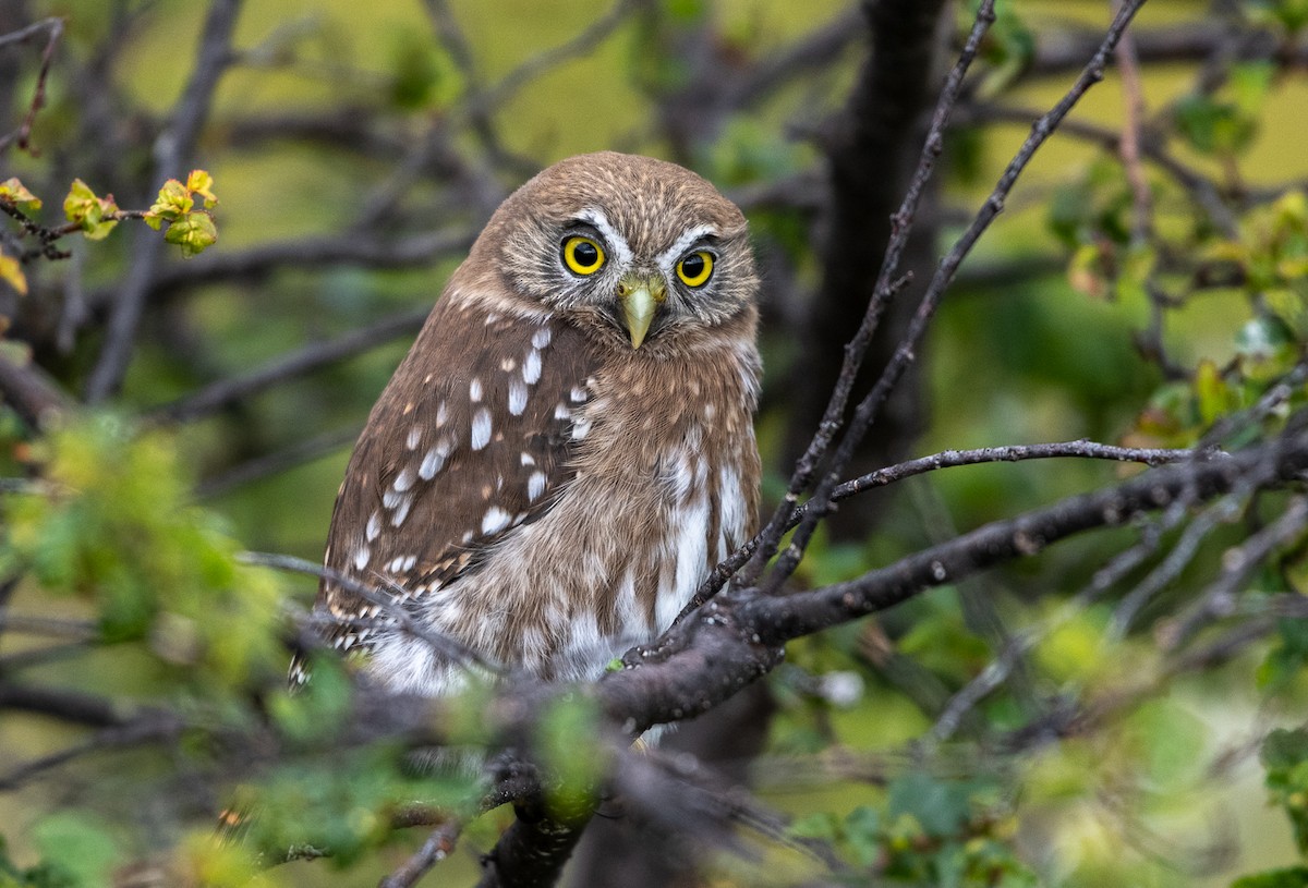 Austral Pygmy-Owl - ML321127501