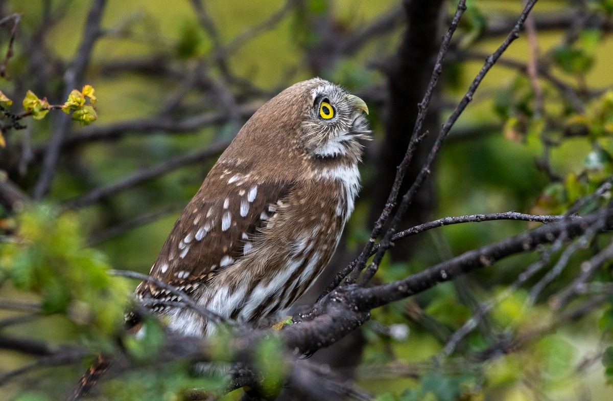 Austral Pygmy-Owl - ML321127531