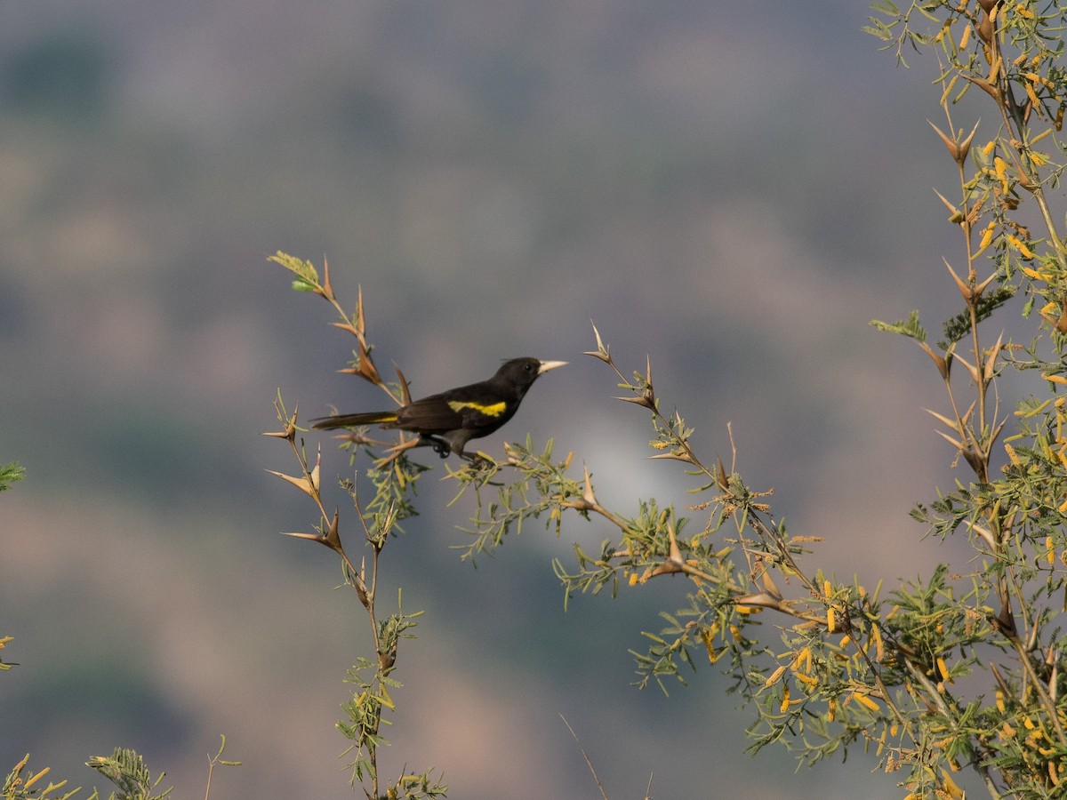 Yellow-winged Cacique - ML321127561