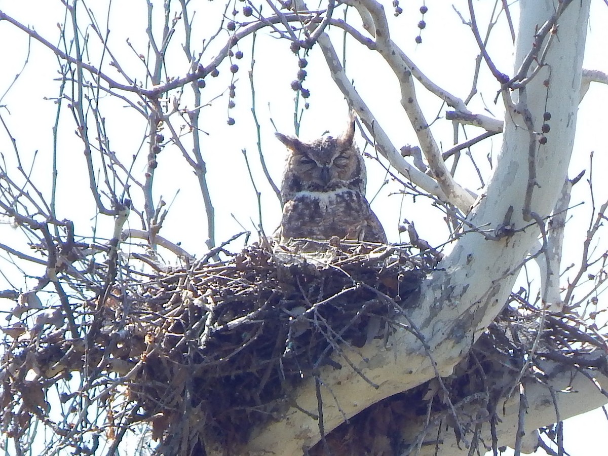 Great Horned Owl - ML321130061