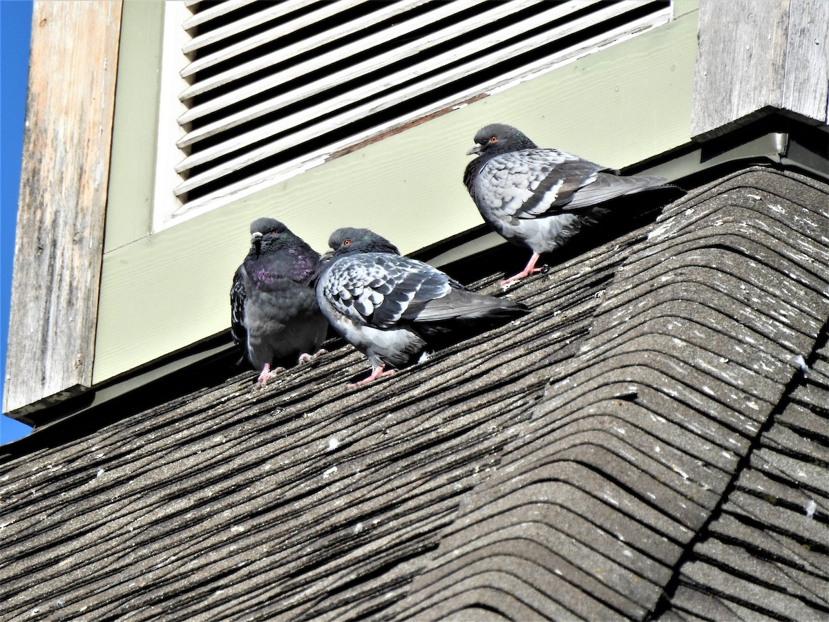 Rock Pigeon (Feral Pigeon) - ML321131181