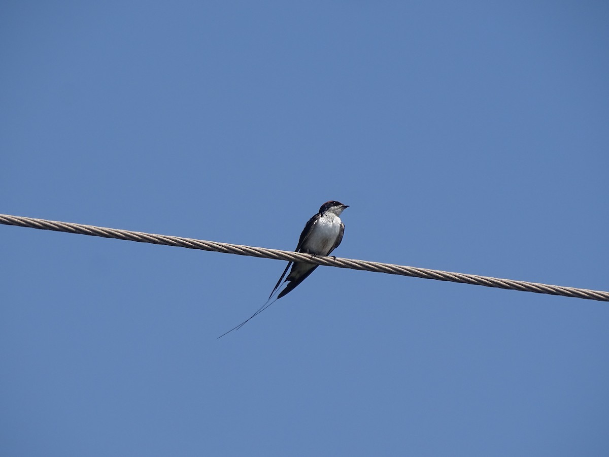 Wire-tailed Swallow - ML321132281