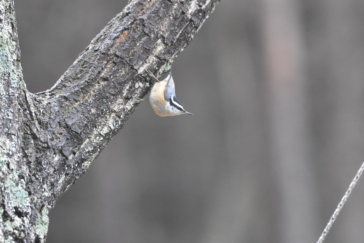 Red-breasted Nuthatch - Laura W