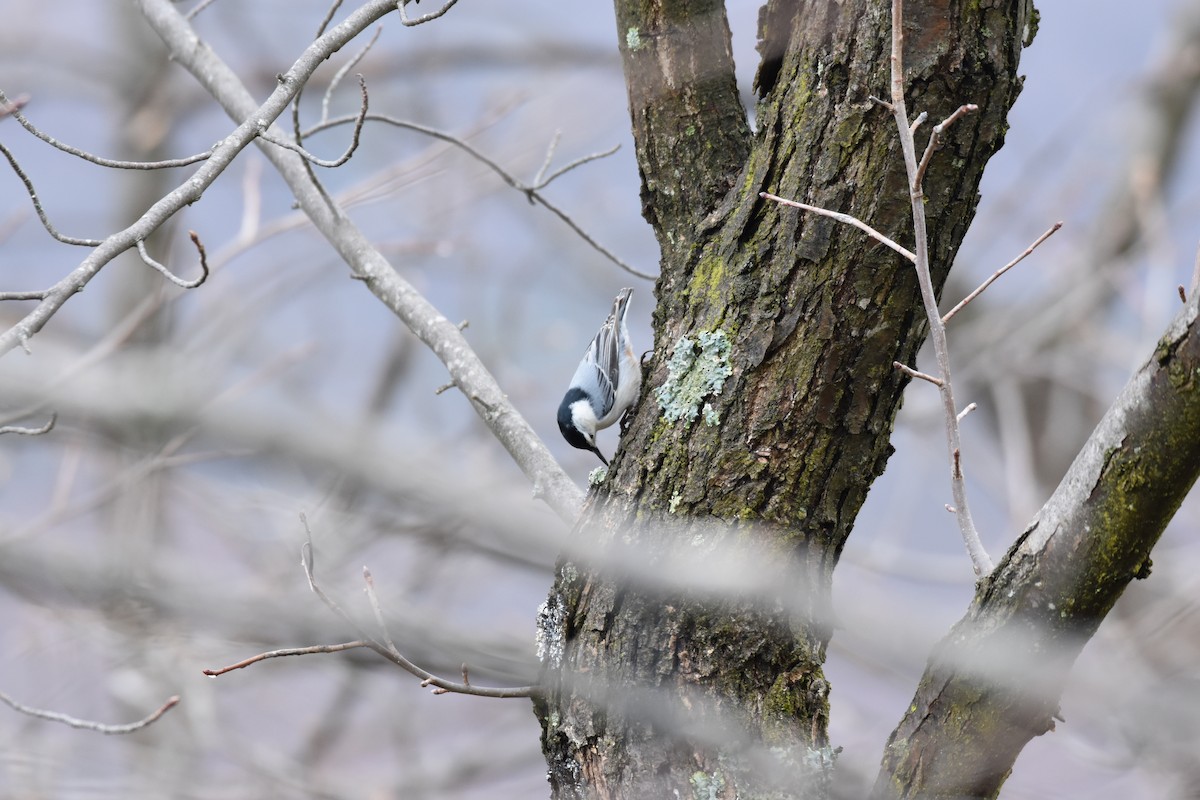 White-breasted Nuthatch - ML321133641