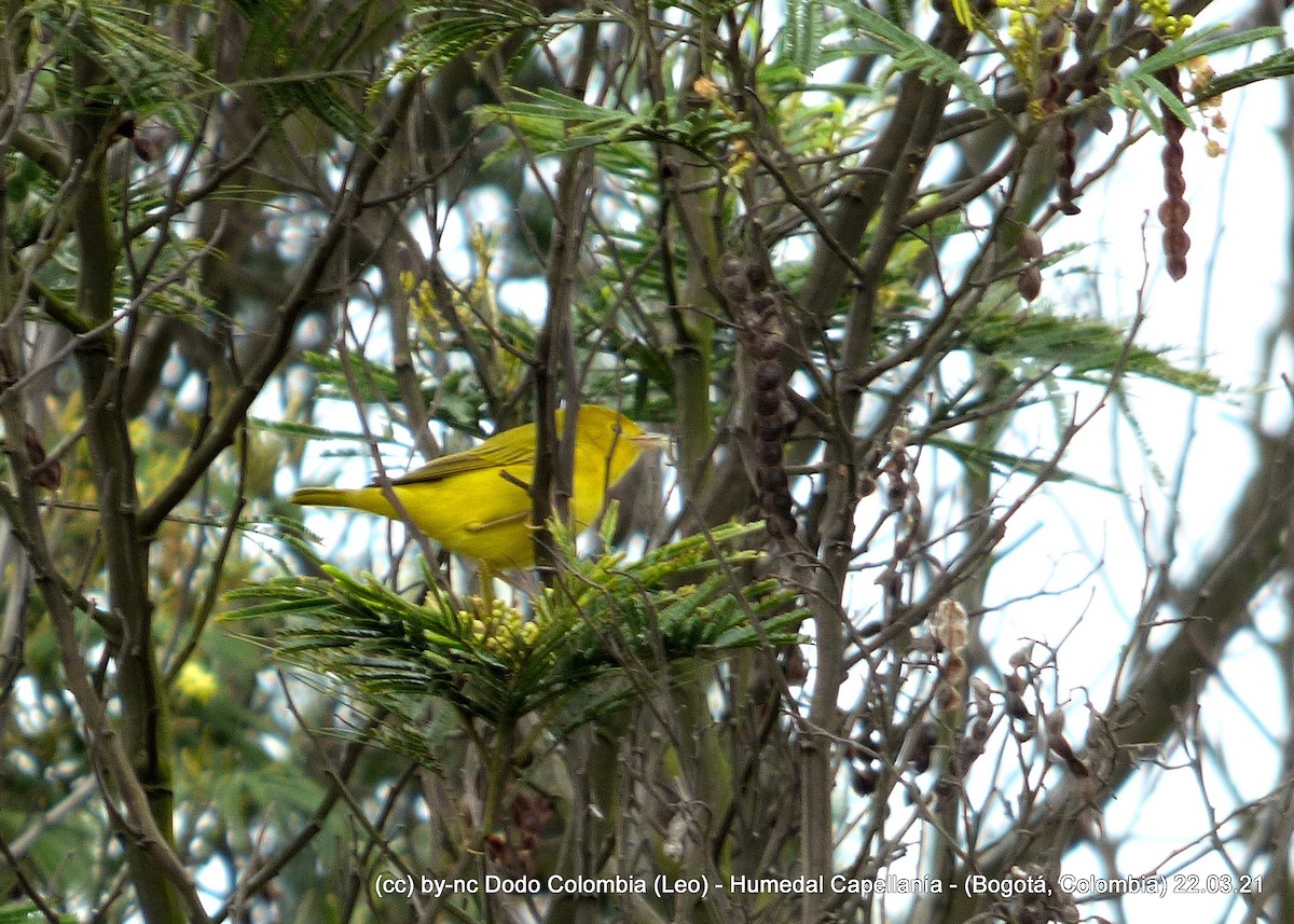 Yellow Warbler - Leonardo Ortega (Dodo Colombia)