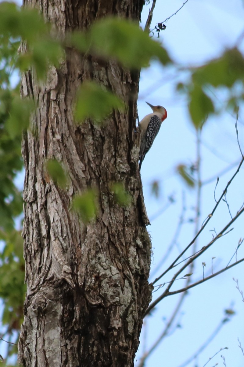 Red-bellied Woodpecker - ML321139571