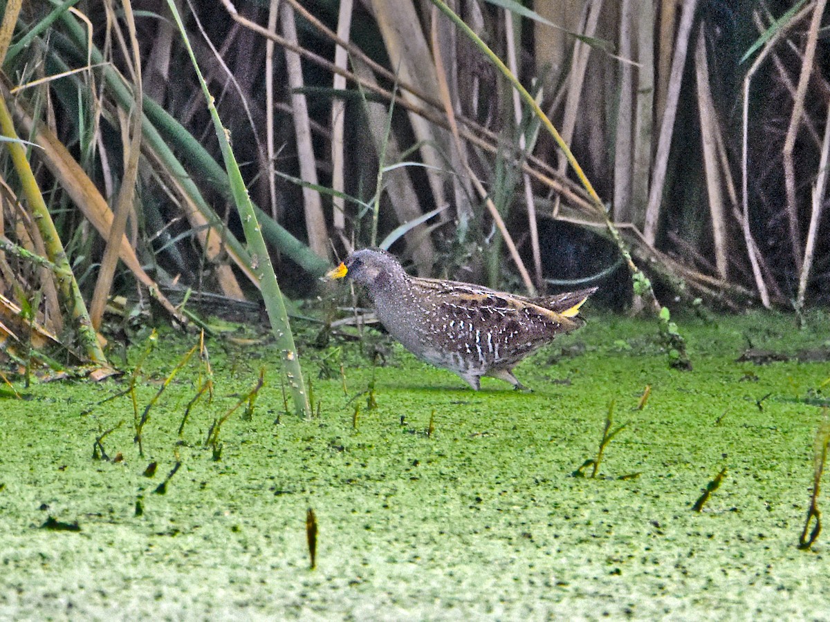 Spotted Crake - ML321139621