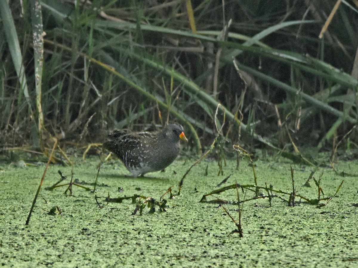 Spotted Crake - ML321139661