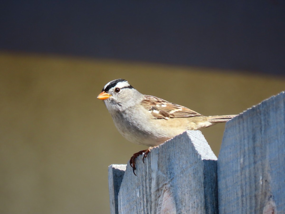 White-crowned Sparrow - ML321141601