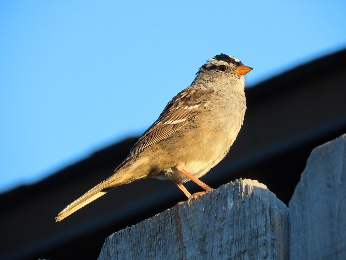 White-crowned Sparrow - ML321141611