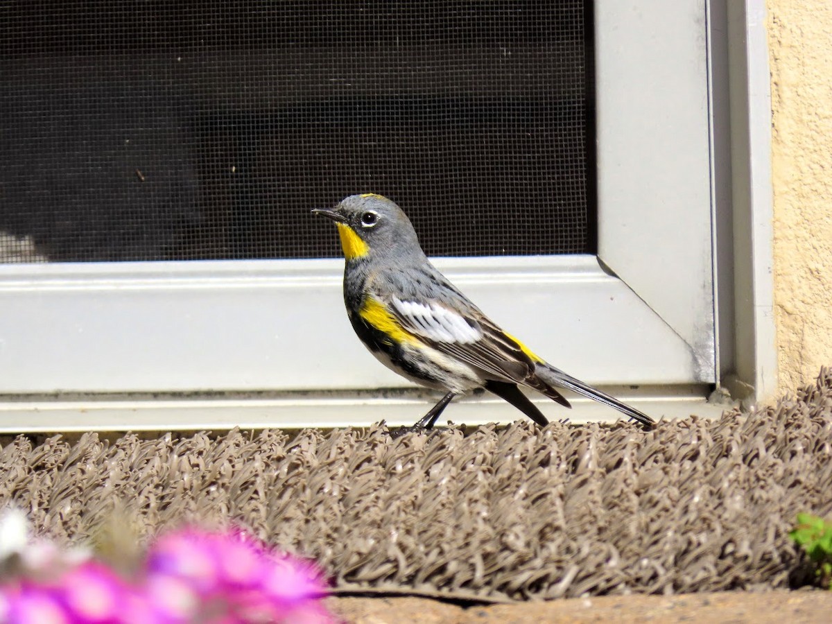 Yellow-rumped Warbler (Audubon's) - ML321141651
