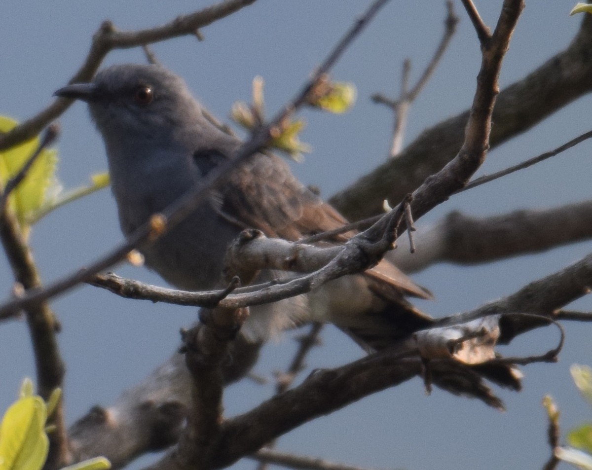 Gray-bellied Cuckoo - ML321145681