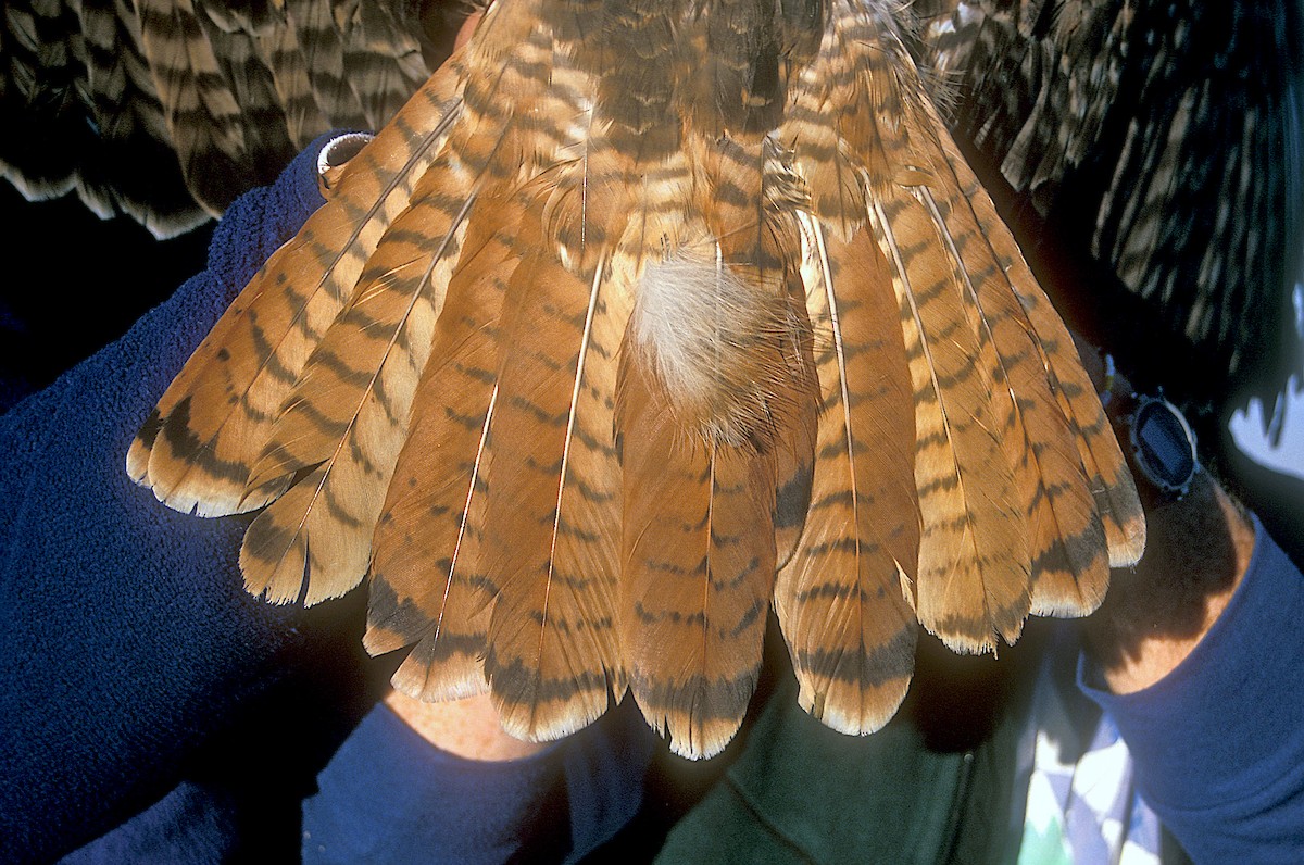 Red-tailed Hawk (calurus/alascensis) - ML321149471