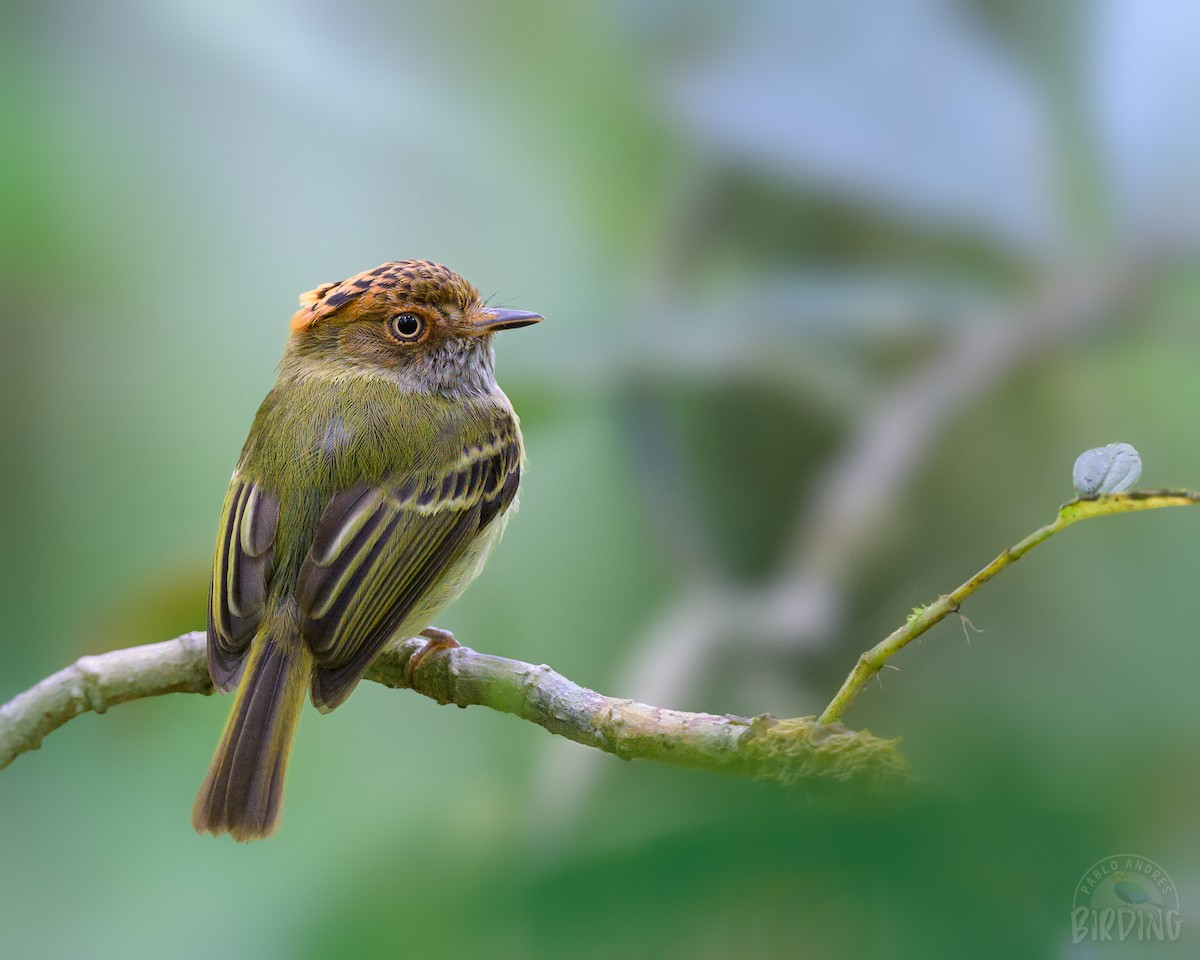 Scale-crested Pygmy-Tyrant - ML321152491