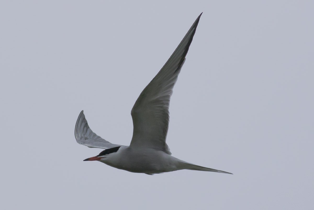 Common Tern - Michael Todd