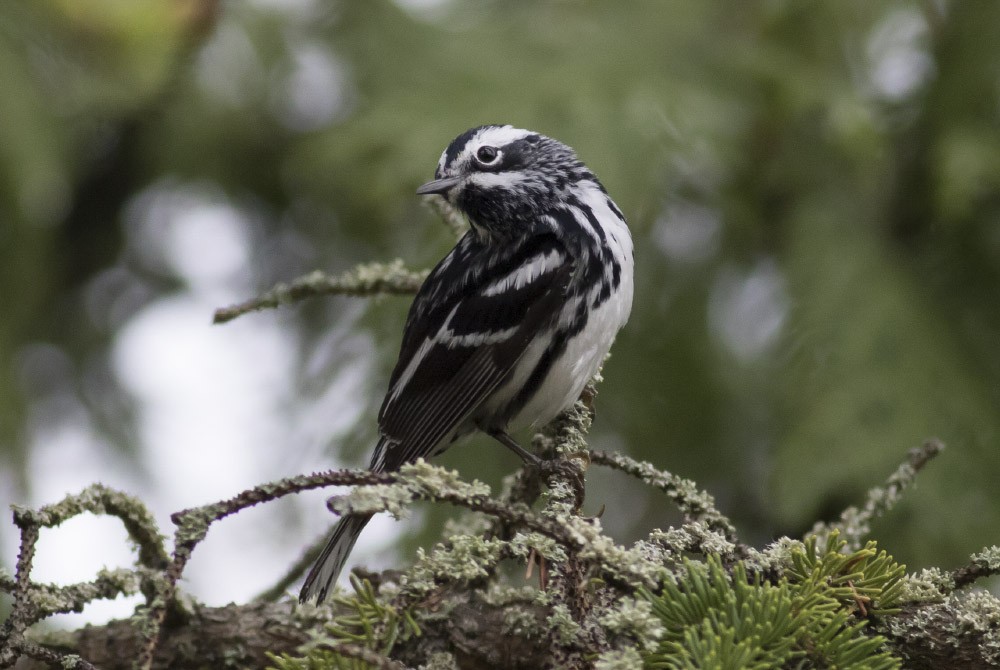 Black-and-white Warbler - Michael Todd