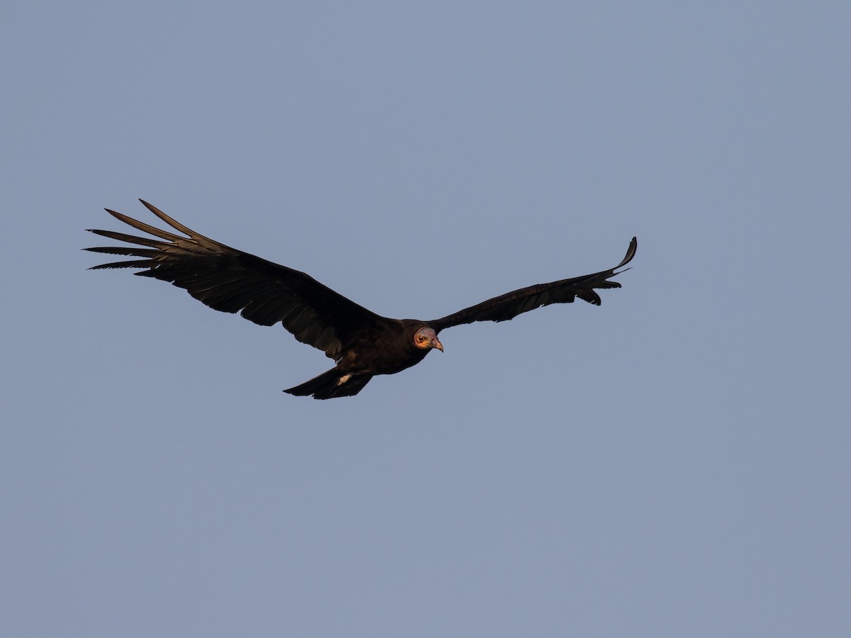 Lesser Yellow-headed Vulture - matthew sabatine