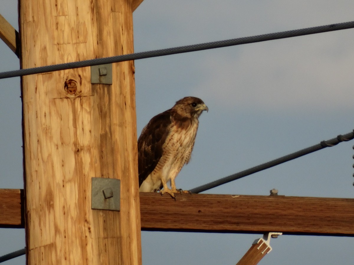 Red-tailed Hawk - ML32115781