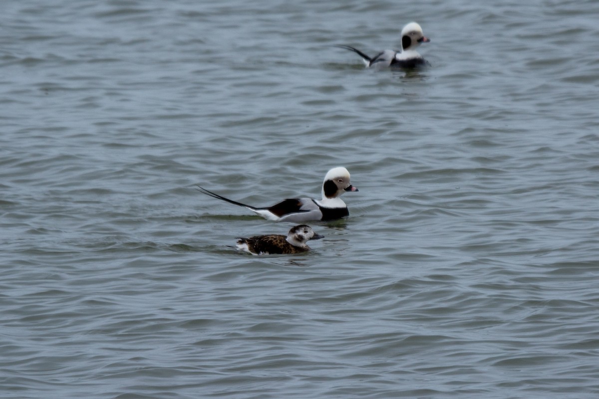 Long-tailed Duck - ML321159061