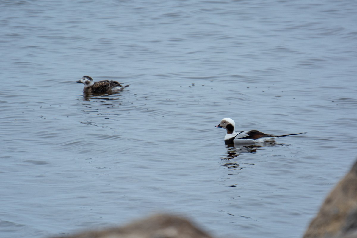 Long-tailed Duck - ML321159101