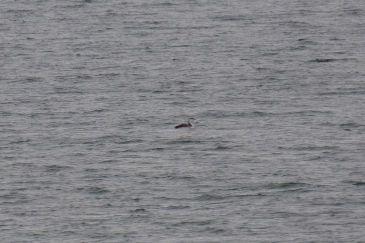 Red-throated Loon - ML321159141