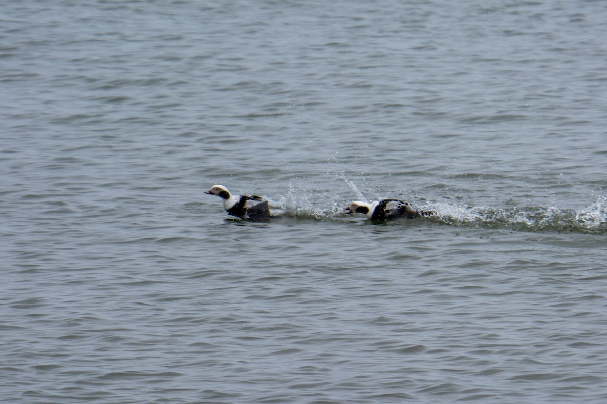 Long-tailed Duck - ML321159171