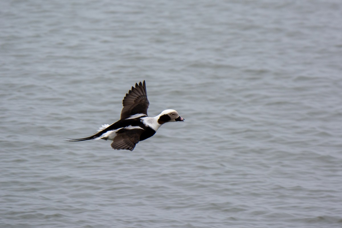 Long-tailed Duck - ML321159181