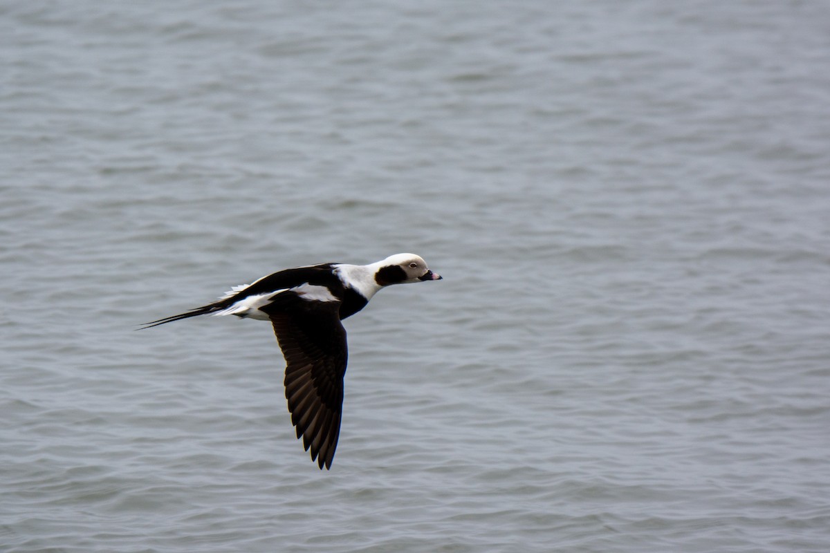 Long-tailed Duck - ML321159201