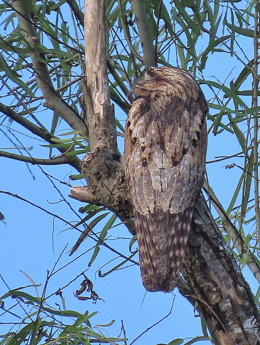 Northern Potoo - Alfonso Auerbach