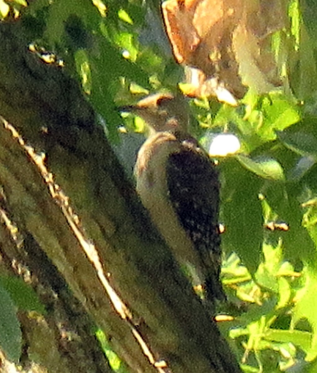Red-bellied Woodpecker - karen bonnell