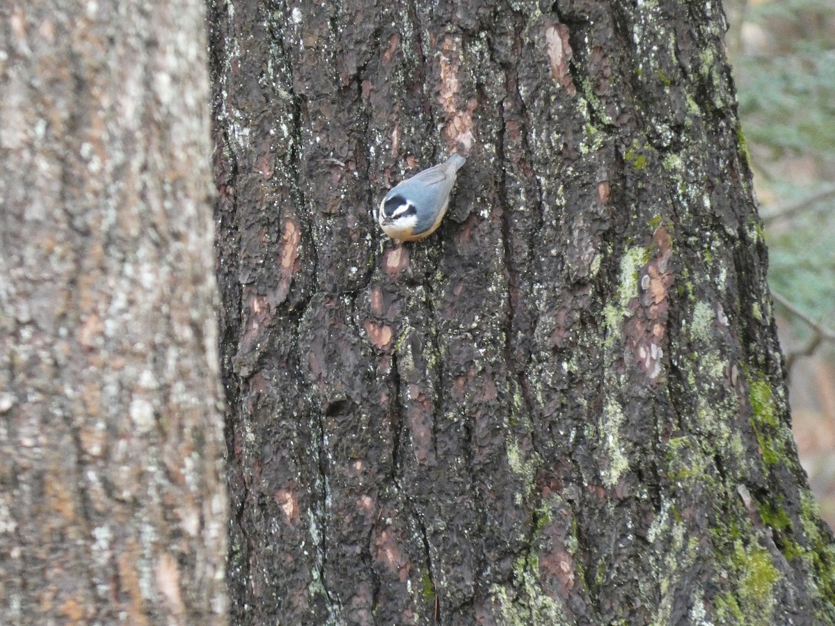Red-breasted Nuthatch - Cory Ross