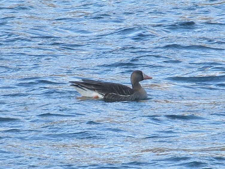 Greater White-fronted Goose - ML321168891