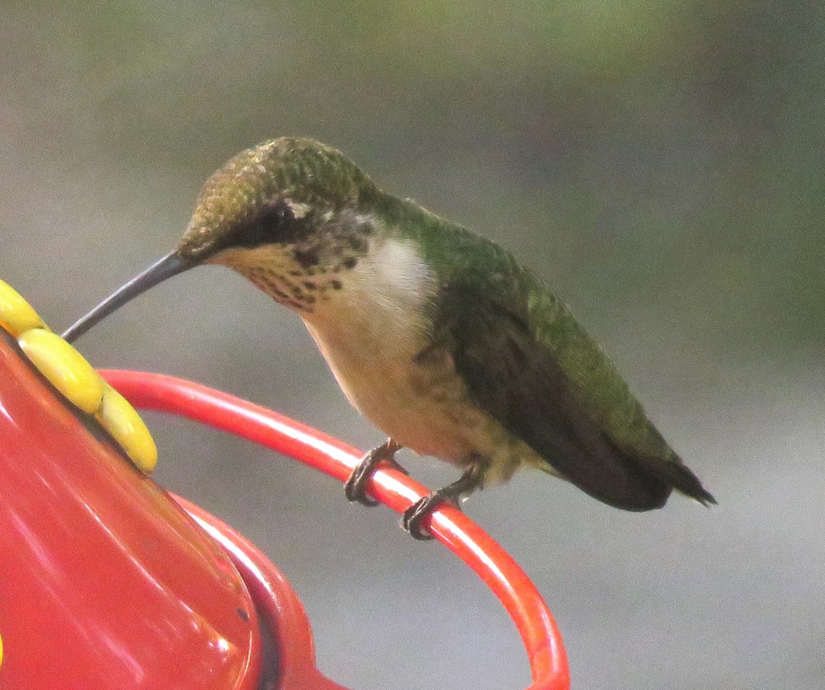 Ruby-throated Hummingbird - karen bonnell