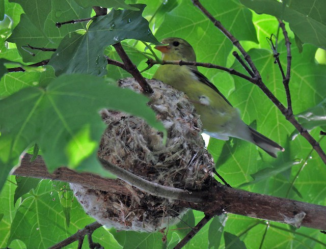 American Goldfinch Eggs