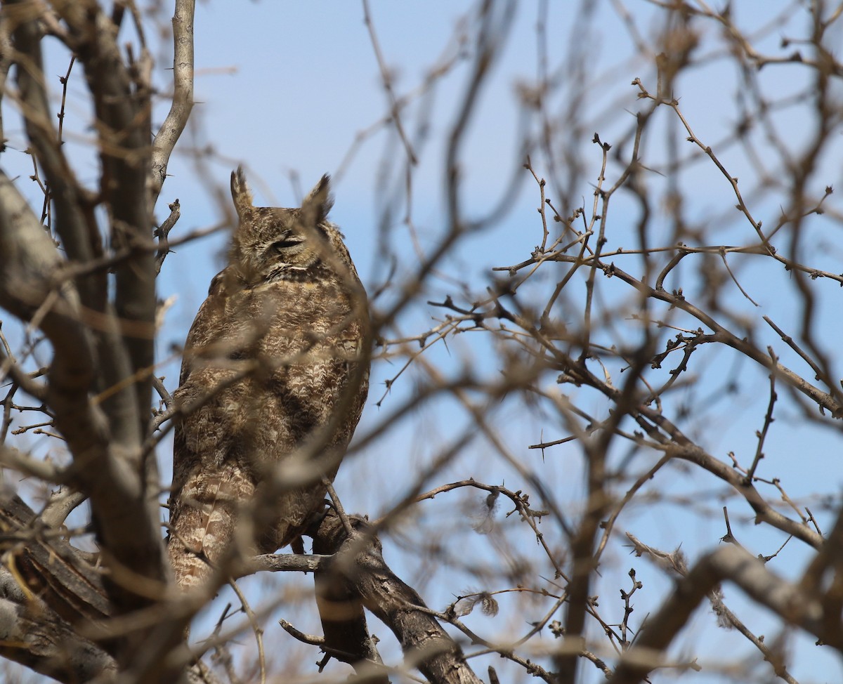 Great Horned Owl - ML321183561
