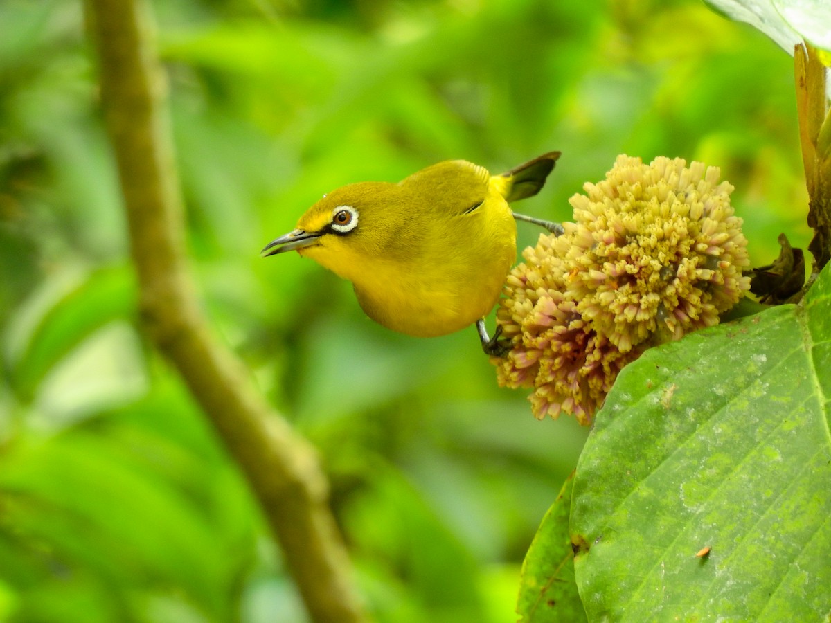 Sangkar White-eye - Zosterops melanurus - Birds of the World