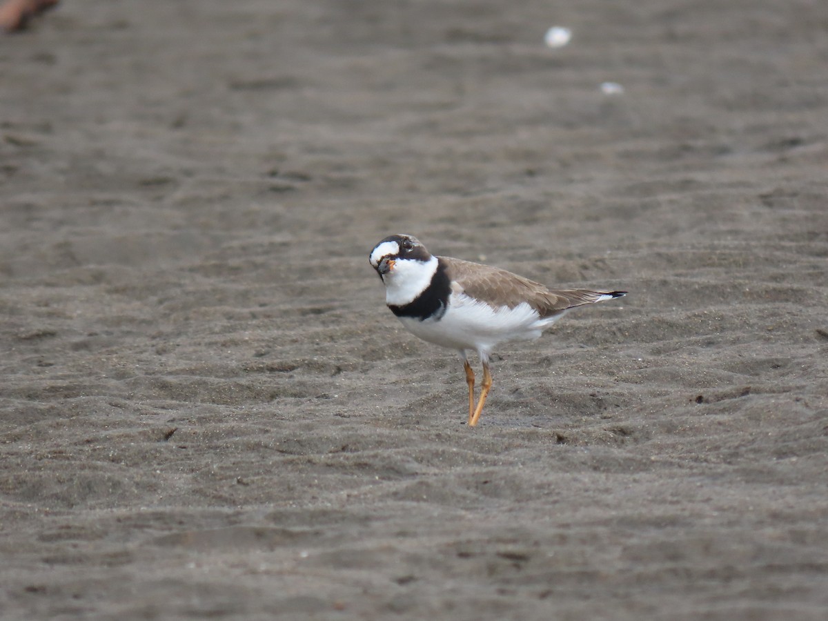 Semipalmated Plover - ML321186591