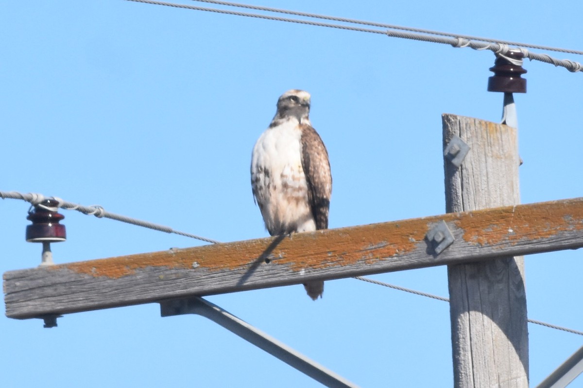Red-tailed Hawk - ML321187931
