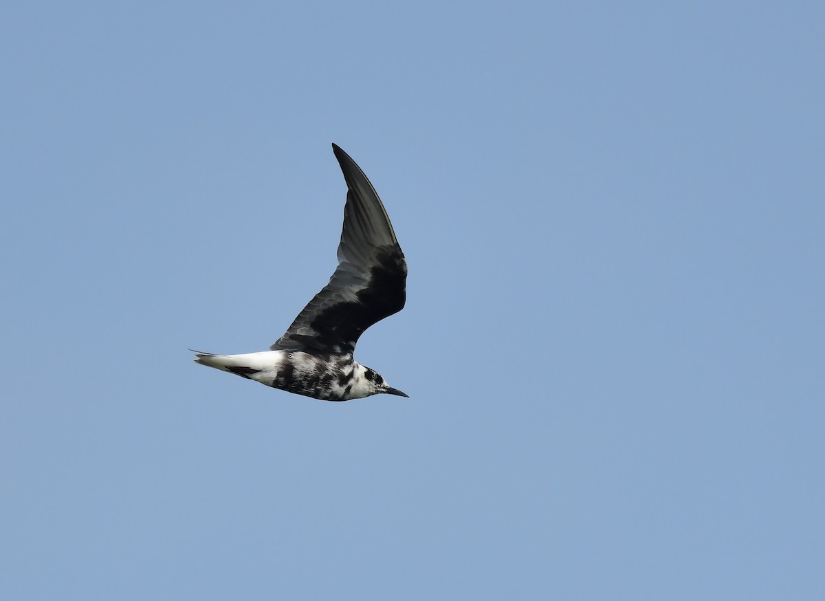 White-winged Tern - ML321189711