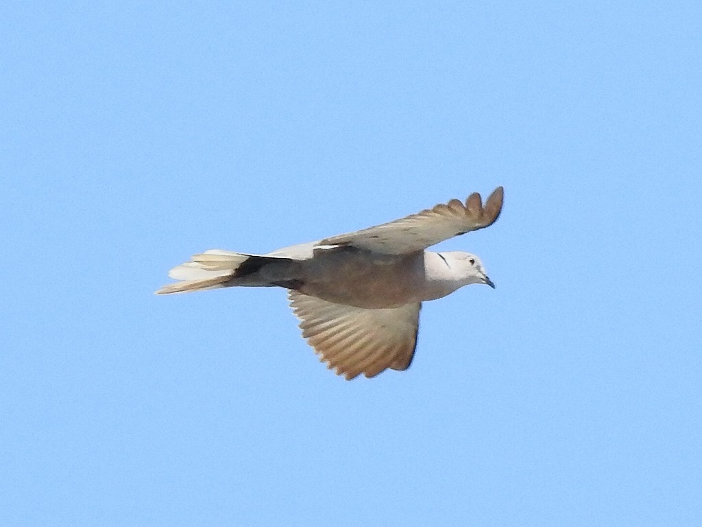 Eurasian Collared-Dove - ML321190331