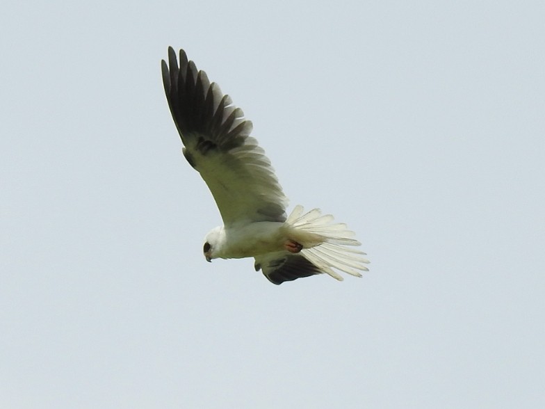 White-tailed Kite - Roberto Medina