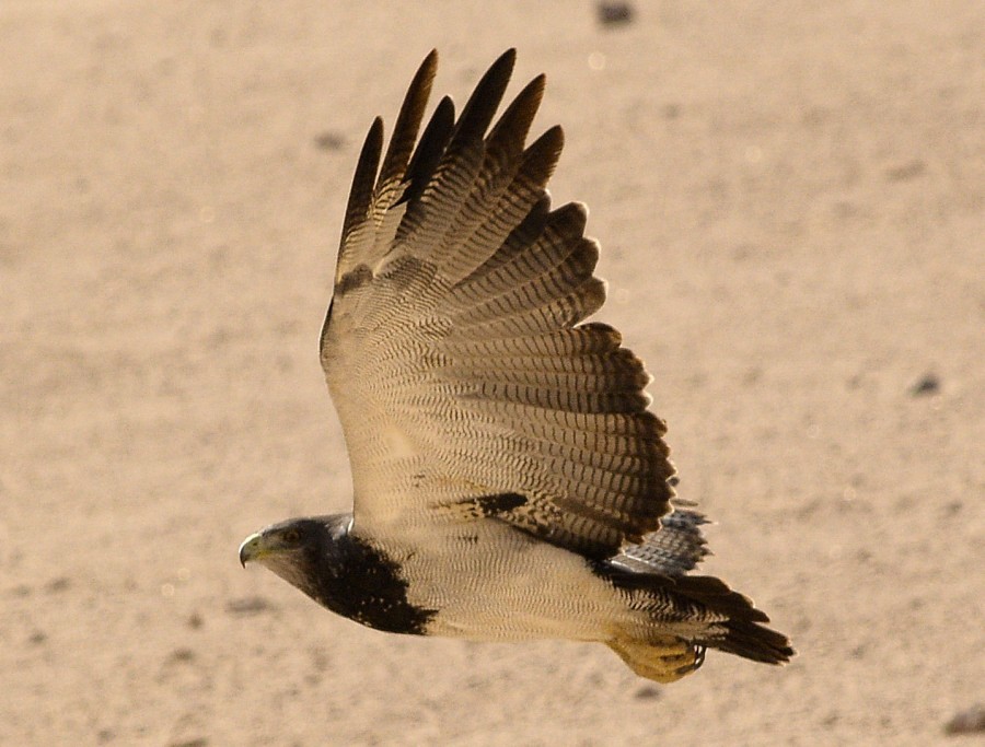 Black-chested Buzzard-Eagle - miguel sepulveda