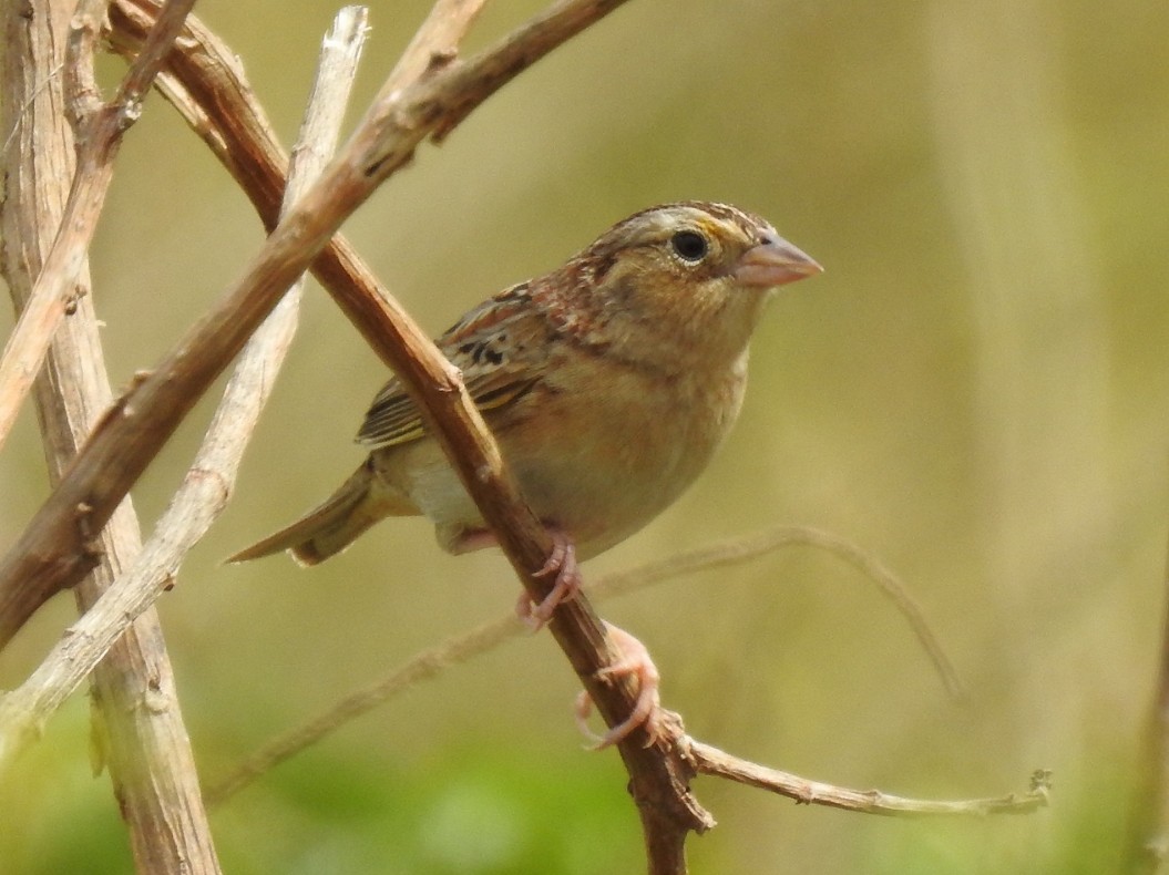 Grasshopper Sparrow - Roberto Medina
